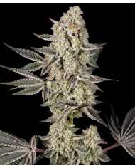Semillas Jelly Cake Barney's Farm | 27% THC | Índica 80/20