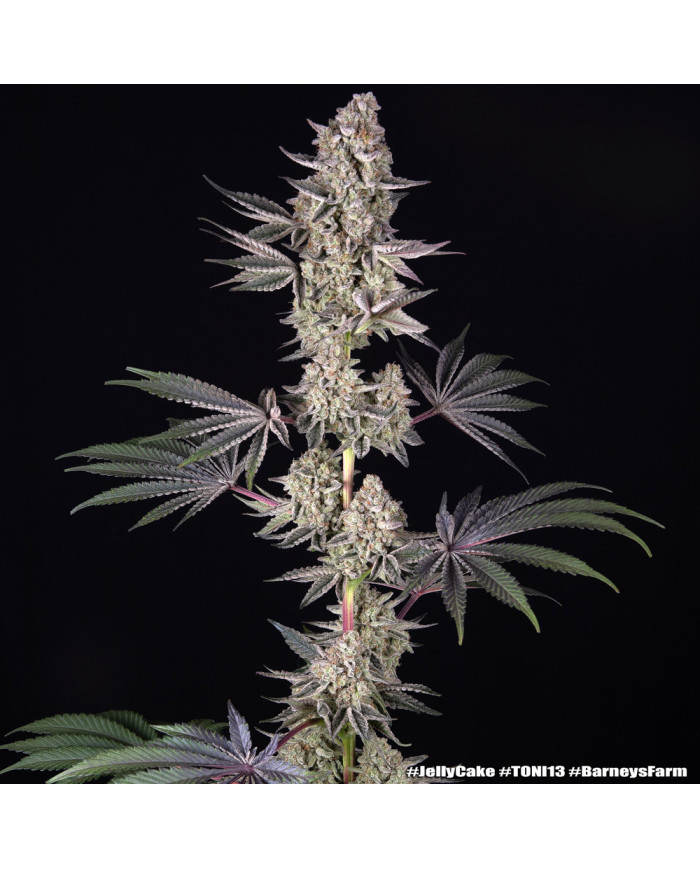 Semillas Jelly Cake Barney's Farm | 27% THC | Índica 80/20
