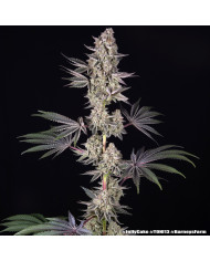 Semillas Jelly Cake Barney's Farm | 27% THC | Índica 80/20