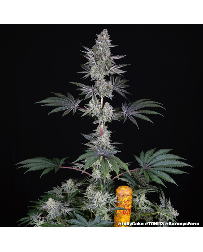 Semillas Jelly Cake Barney's Farm | 27% THC | Índica 80/20