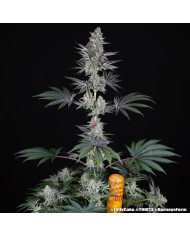Semillas Jelly Cake Barney's Farm | 27% THC | Índica 80/20