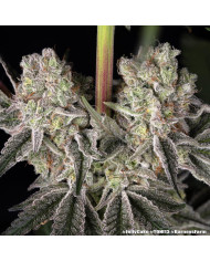 Semillas Jelly Cake Barney's Farm | 27% THC | Índica 80/20