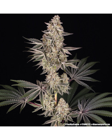 Semillas Jelly Cake Barney's Farm | 27% THC | Índica 80/20