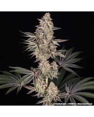 Semillas Jelly Cake Barney's Farm | 27% THC | Índica 80/20