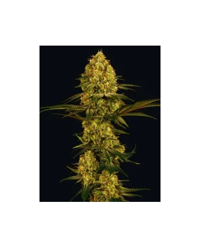 Semillas Northern Lights Barney's Farm | 26% THC | 100% Índica