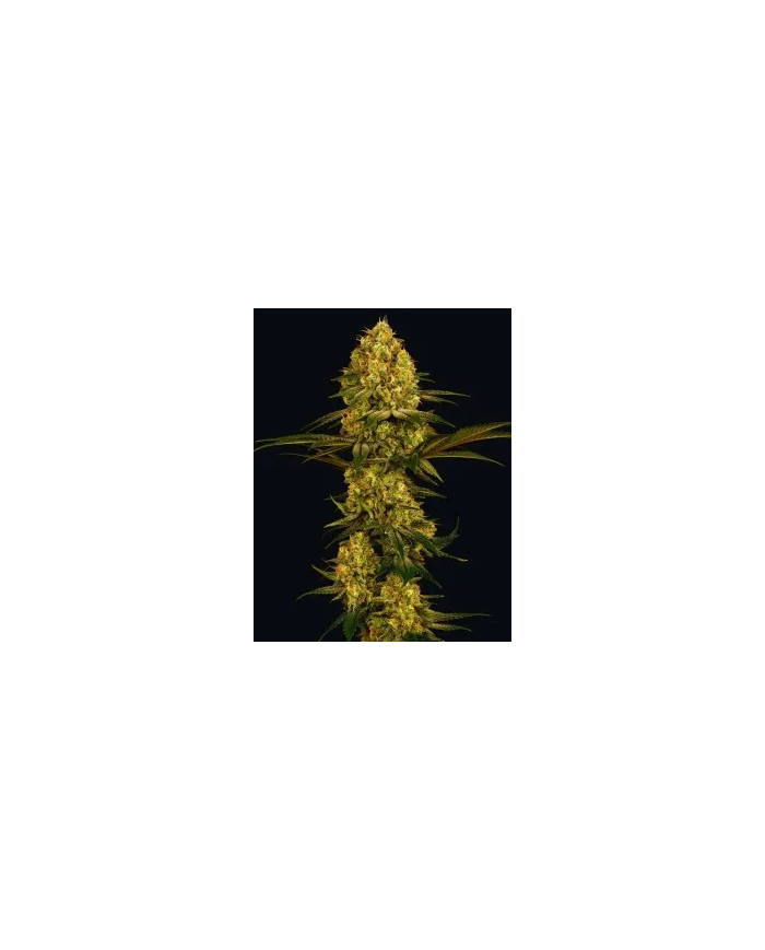 Semillas Northern Lights Barney's Farm | 26% THC | 100% Índica