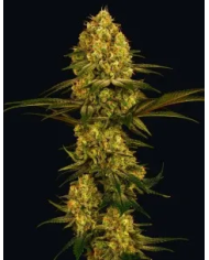 Semillas Northern Lights Barney's Farm | 26% THC | 100% Índica