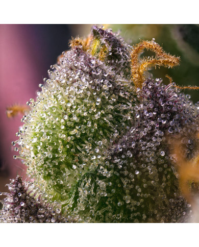 Semillas Hindu Kush Barney's Farm | 26% THC | 100% Índica