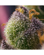 Semillas Hindu Kush Barney's Farm | 26% THC | 100% Índica