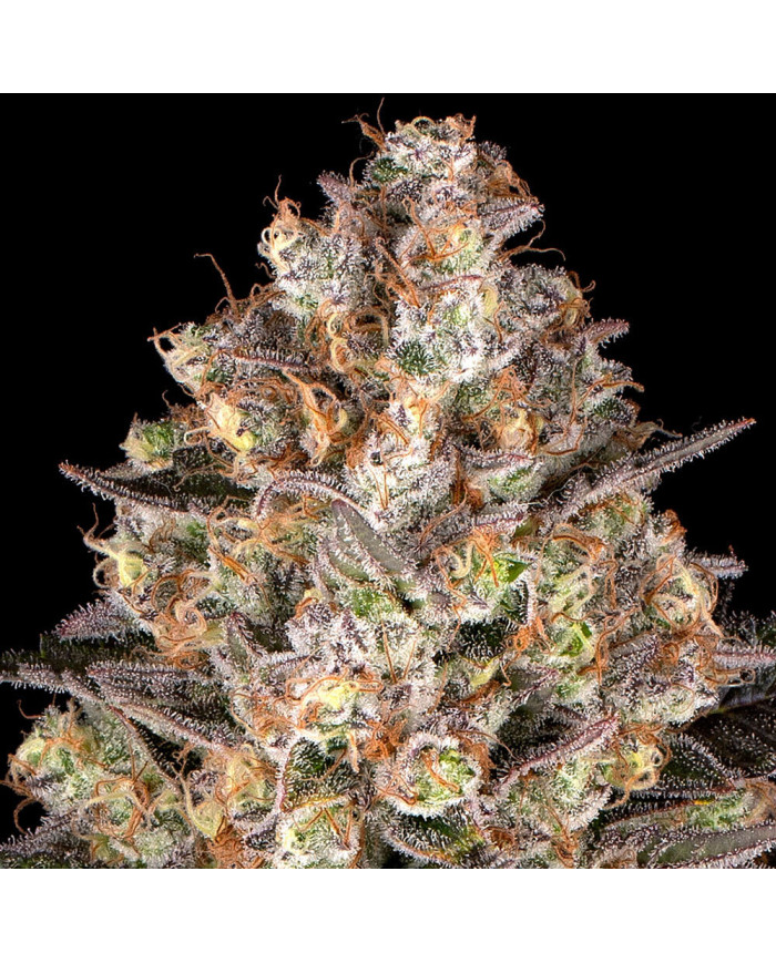 Semillas Hindu Kush Barney's Farm | 26% THC | 100% Índica