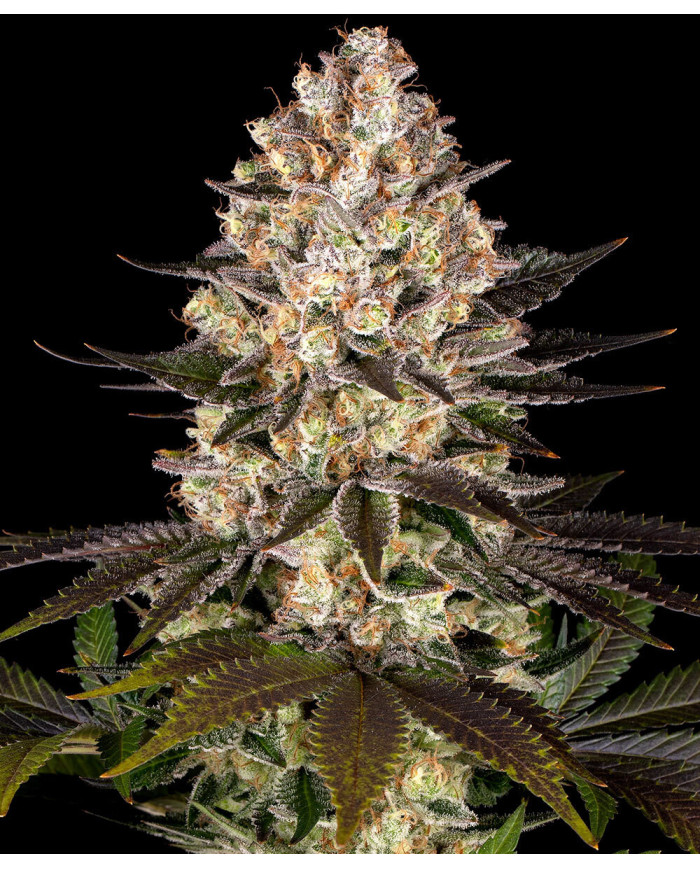 Semillas Hindu Kush Barney's Farm | 26% THC | 100% Índica