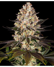 Semillas Hindu Kush Barney's Farm | 26% THC | 100% Índica