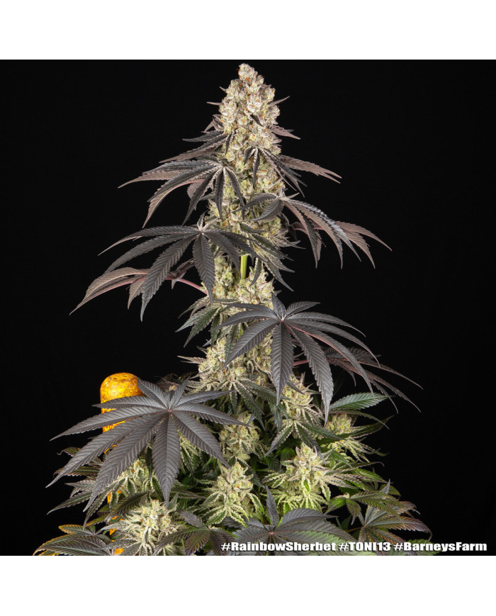 Semillas Rainbow Sherbet Barney's Farm | 28% THC | Híbrido 50/50
