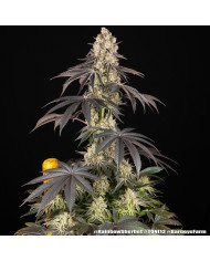 Semillas Rainbow Sherbet Barney's Farm | 28% THC | Híbrido 50/50
