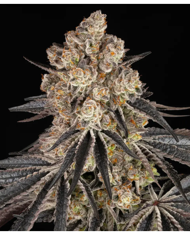 Semillas Rainbow Sherbet Barney's Farm | 28% THC | Híbrido 50/50