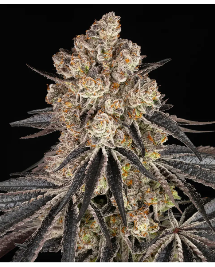 Semillas Rainbow Sherbet Barney's Farm | 28% THC | Híbrido 50/50