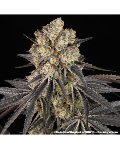 Semillas Rainbow Sherbet Barney's Farm | 28% THC | Híbrido 50/50