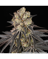 Semillas Rainbow Sherbet Barney's Farm | 28% THC | Híbrido 50/50