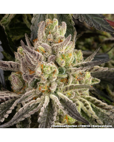 Semillas Rainbow Sherbet Barney's Farm | 28% THC | Híbrido 50/50