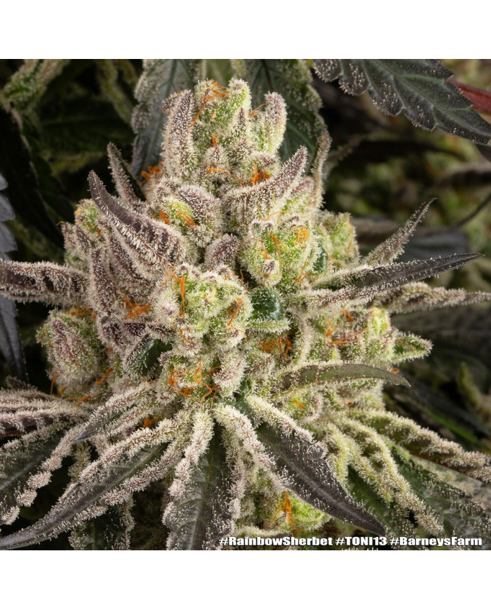 Semillas Rainbow Sherbet Barney's Farm | 28% THC | Híbrido 50/50