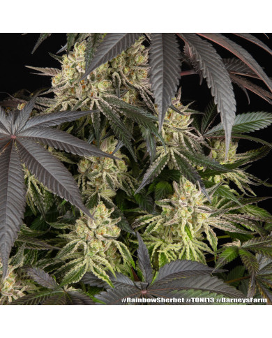 Semillas Rainbow Sherbet Barney's Farm | 28% THC | Híbrido 50/50