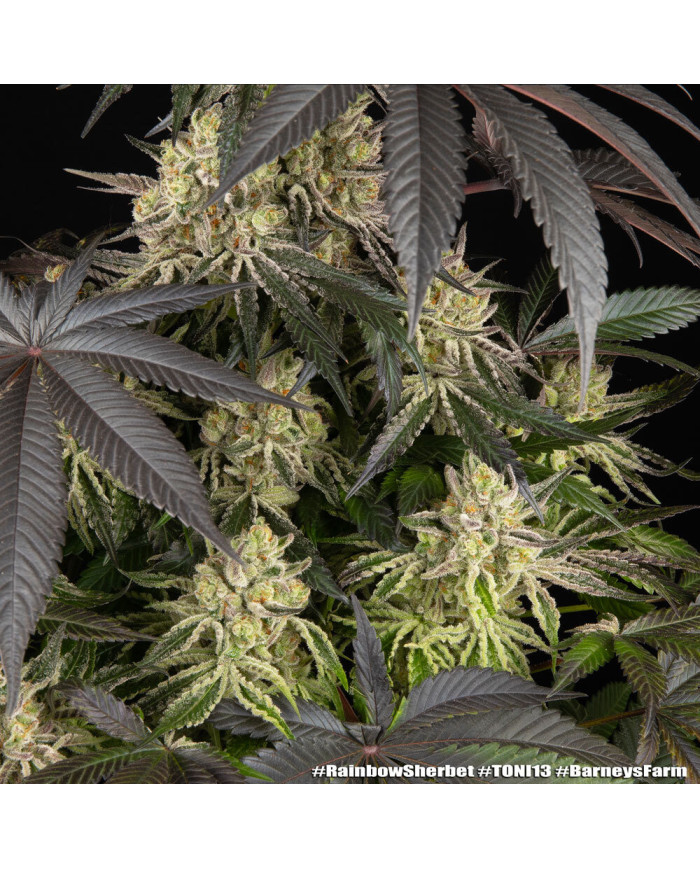 Semillas Rainbow Sherbet Barney's Farm | 28% THC | Híbrido 50/50