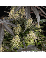 Semillas Rainbow Sherbet Barney's Farm | 28% THC | Híbrido 50/50