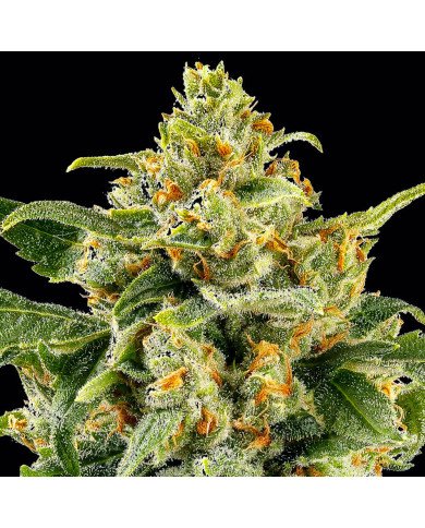 Semillas Skunk #1 Barney's Farm | 26% THC | Clásica Híbrida