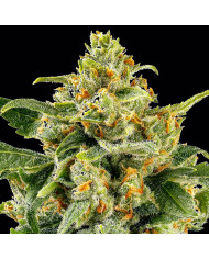 Semillas Skunk #1 Barney's Farm | 26% THC | Clásica Híbrida