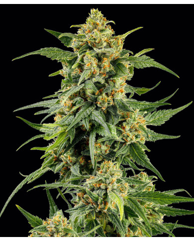 Semillas Skunk #1 Barney's Farm | 26% THC | Clásica Híbrida