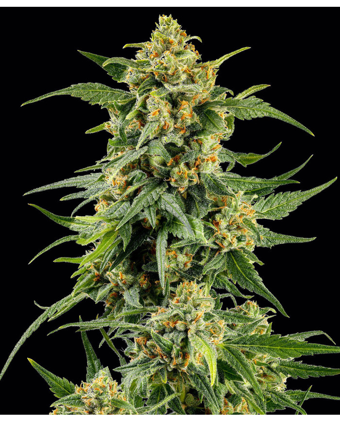 Semillas Skunk #1 Barney's Farm | 26% THC | Clásica Híbrida