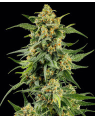 Semillas Skunk #1 Barney's Farm | 26% THC | Clásica Híbrida