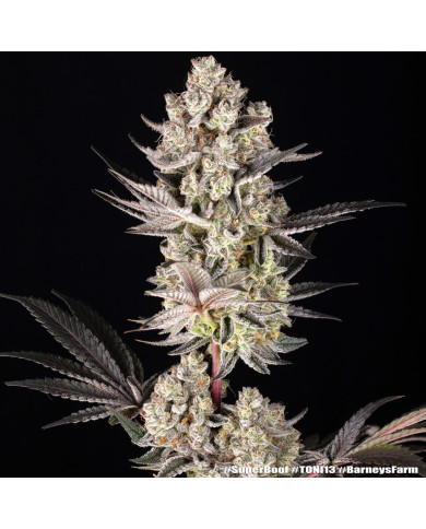Semillas Super Boof Barney's Farm | Hasta 32% THC | Híbrido 50/50