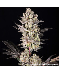 Semillas Super Boof Barney's Farm | Hasta 32% THC | Híbrido 50/50
