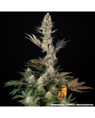 Semillas Super Boof Barney's Farm | Hasta 32% THC | Híbrido 50/50
