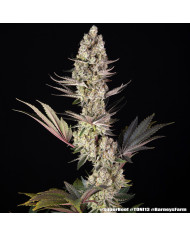 Semillas Super Boof Barney's Farm | Hasta 32% THC | Híbrido 50/50