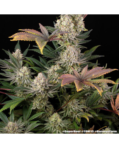 Semillas Super Boof Barney's Farm | Hasta 32% THC | Híbrido 50/50