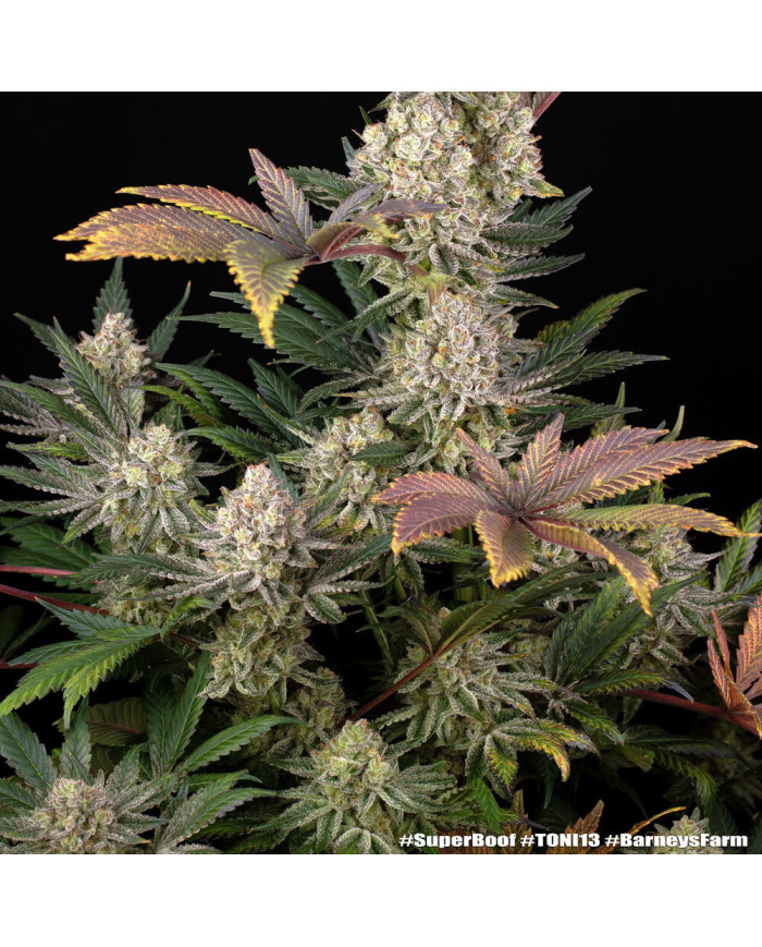 Semillas Super Boof Barney's Farm | Hasta 32% THC | Híbrido 50/50