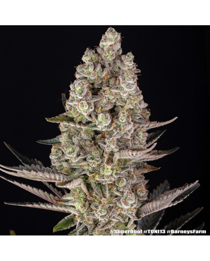 Semillas Super Boof Barney's Farm | Hasta 32% THC | Híbrido 50/50