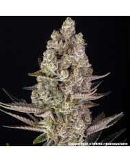 Semillas Super Boof Barney's Farm | Hasta 32% THC | Híbrido 50/50