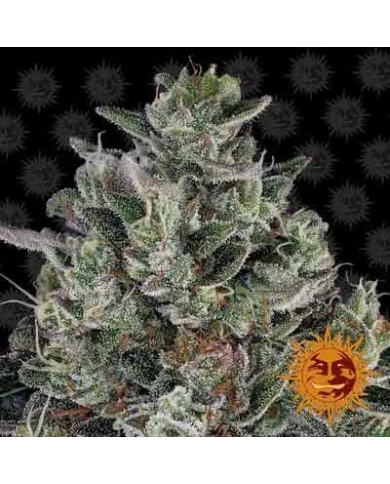 Semillas Bubblegum Gelato Barney's Farm | 32% THC | Collab BackPack Boyz