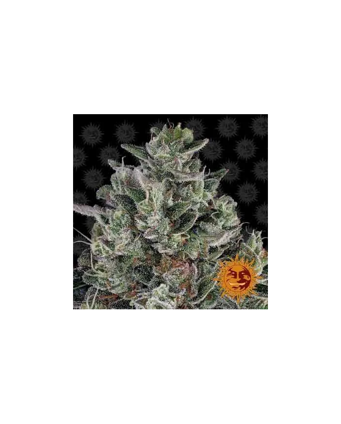 Semillas Bubblegum Gelato Barney's Farm | 32% THC | Collab BackPack Boyz