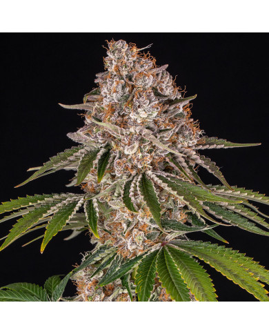 Semillas Cookie Casket Barney's Farm | 30% THC | Indica 70/30