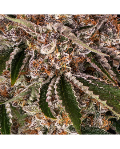 Semillas Cookie Casket Barney's Farm | 30% THC | Indica 70/30