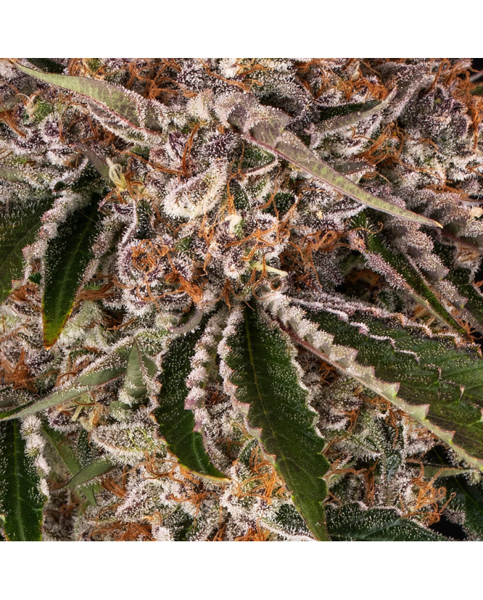 Semillas Cookie Casket Barney's Farm | 30% THC | Indica 70/30