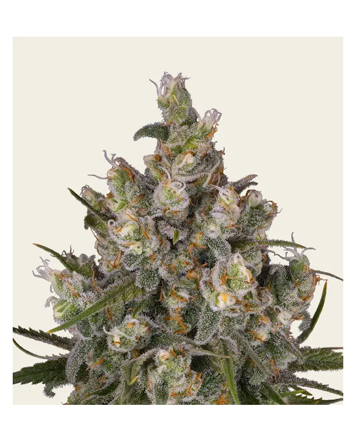 Semillas Insane OG Barney's Farm | 32% THC | Indica 75/25