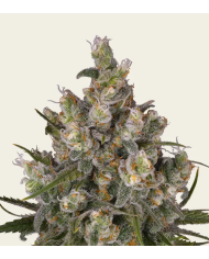 Semillas Insane OG Barney's Farm | 32% THC | Indica 75/25