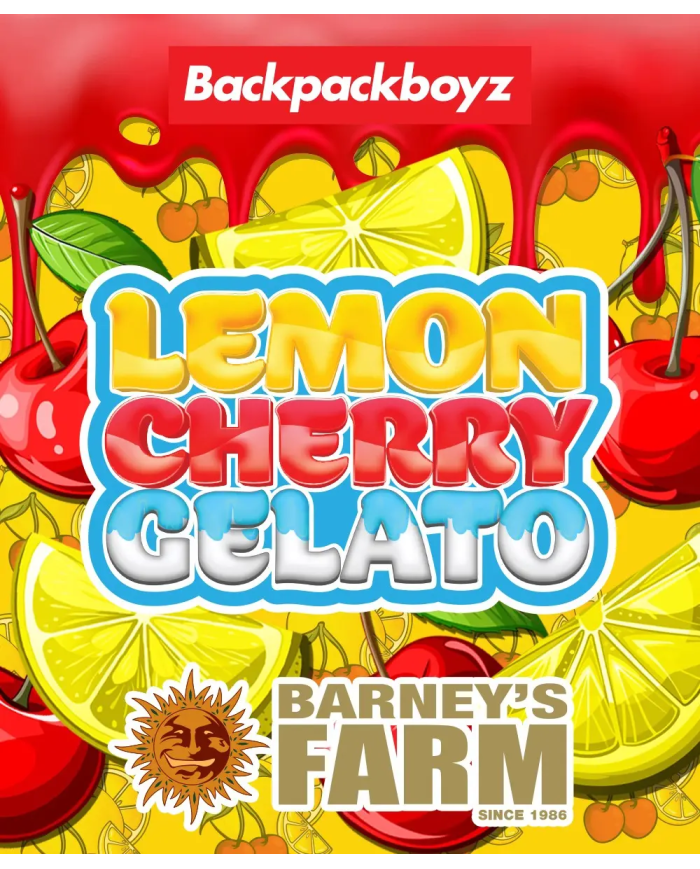 Semillas Lemon Cherry Gelato Barney's Farm | 33% THC | Stock Limitado