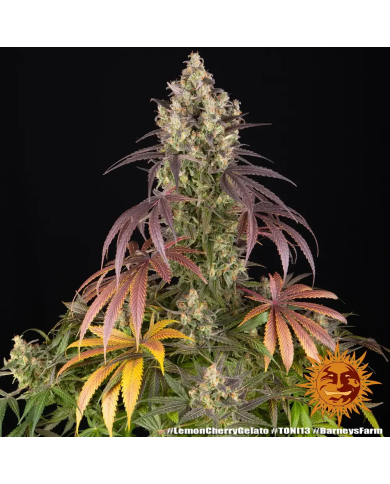 Semillas Lemon Cherry Gelato Barney's Farm | 33% THC | Stock Limitado