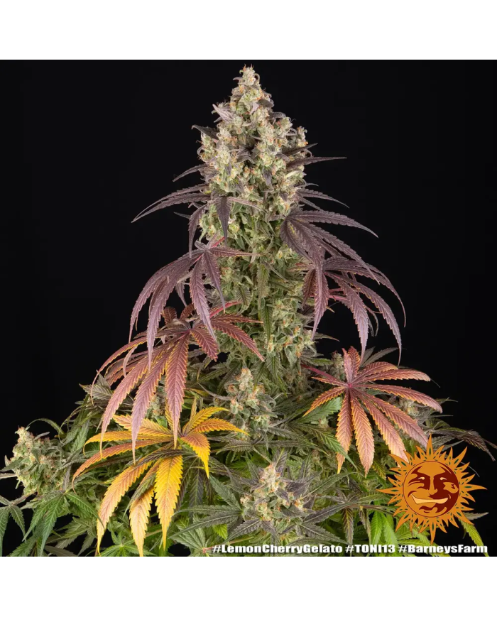 Semillas Lemon Cherry Gelato Barney's Farm | 33% THC | Stock Limitado